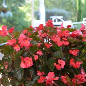 Begonia benariensis 'Red'