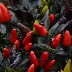 Capsicum annuum 'Midnight Fire'