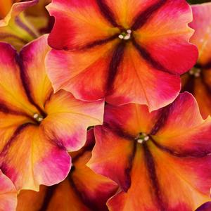 Petunia 'Tiki Torch'