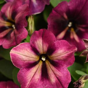 Petunia 'Jelly Roll'