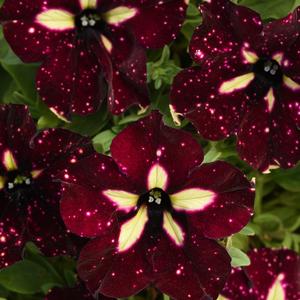 Petunia 'Starry Sky Burgundy'