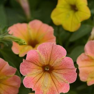 Petunia 'Indian Summer'