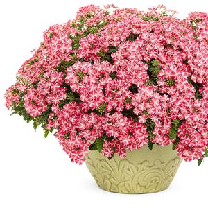 Verbena 'Cherryburst'