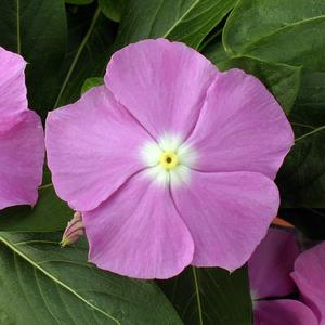 Catharanthus roseus 'Lavender'