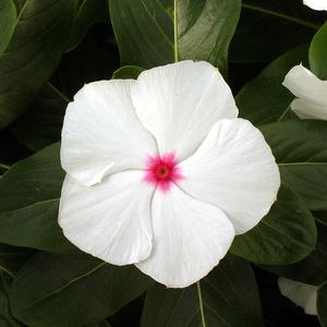 Catharanthus roseus 'Peppermint'