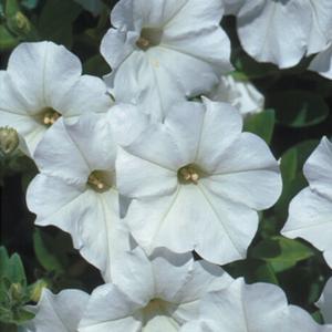 Petunia 'Mini White'