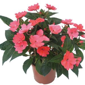 Impatiens 'Coral'