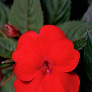 Impatiens 'Deep Red'