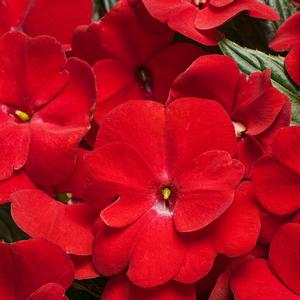 Impatiens hawkeri 'Red'