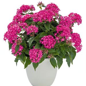 Pentas lanceolata 'True Pink'