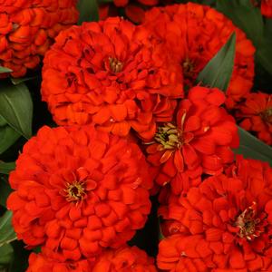 Zinnia elegans 'Scarlet'