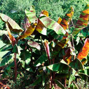 Musa 'Rojo'