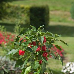 Capsicum annuum 'Red Bell'