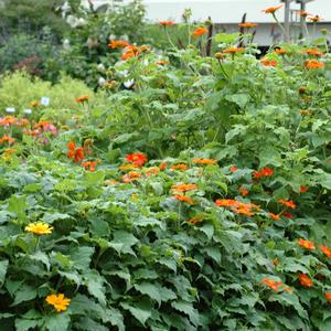 Tithonia rotundifolia 'Fiesta del Sol'