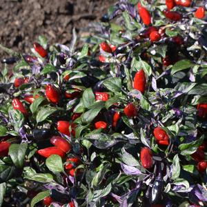 Capsicum annuum 'Calico'