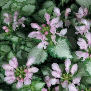 Lamium maculatum 'Pink Chablis'