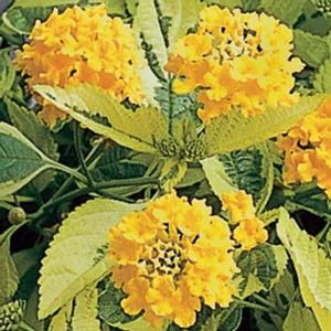 Lantana camara 'Samantha'