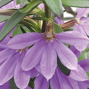 Scaevola aemula 'Dark Blue'