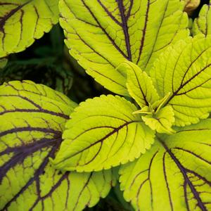 Solenostemon scutellarioides 'Gay's Delight'