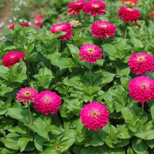 Zinnia elegans 'Uproar Rose'