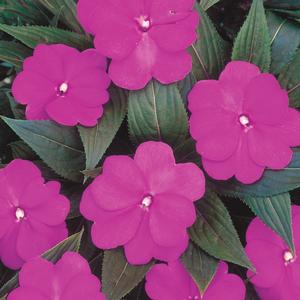 Impatiens hawkeri 'Light Purple'