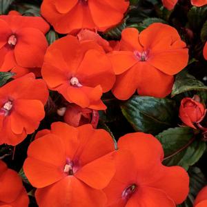 Impatiens hawkeri 'Orange'