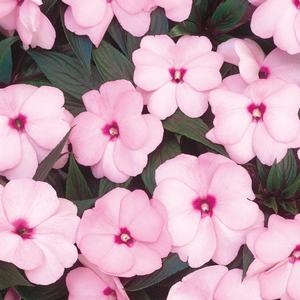 Impatiens hawkeri 'Pink'