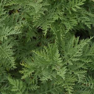 Artemisia gmelinii 'SunFern Arcadia'