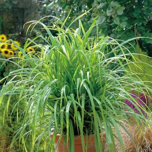 Carex pendula 'Fresh Look'