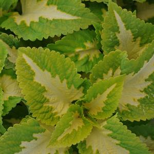 Solenostemon scutellarioides 'Green Halo'