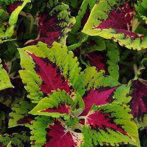 Solenostemon scutellarioides 'Rose'