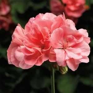 Pelargonium 