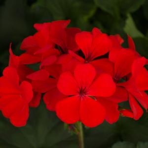 Pelargonium 'Orange'