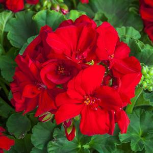 Pelargonium 'Red'