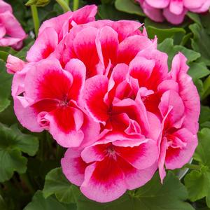 Pelargonium 'Rose Mega Splash'