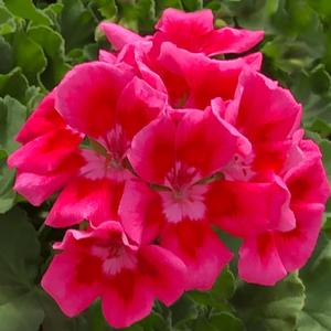 Pelargonium 'Rose Mega Splash Improved'