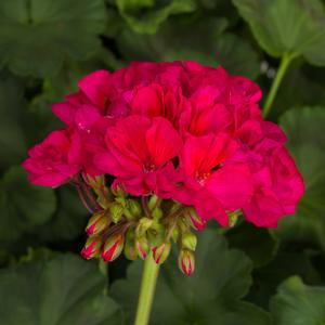 Pelargonium x hortorum 'Neon Purple'