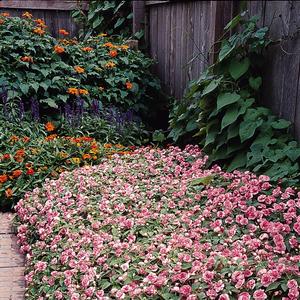 Impatiens walleriana 'Pink Ruffle'