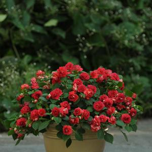 Impatiens walleriana 'Sunrise Red'