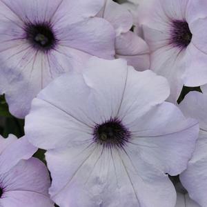 Petunia 'Silver'