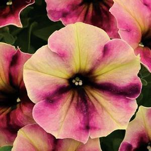 Petunia 'Blackberry Cheesecake'