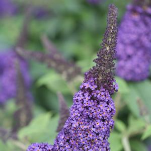 Buddleia 