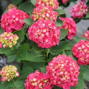 Hydrangea macrophylla 