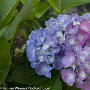 Hydrangea macrophylla 'Blue Jangles'