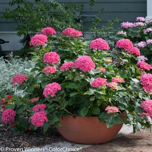 Hydrangea macrophylla 'Paris'