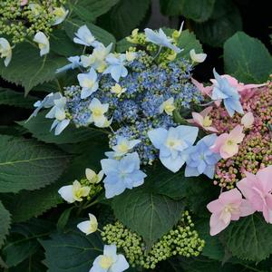 Hydrangea serrata 'Tuff Stuff Ah-Ha'