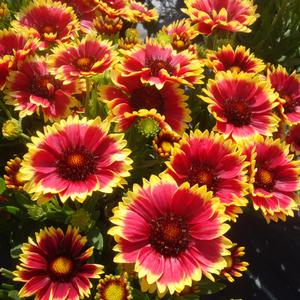 Gaillardia 'Sunset Snappy'