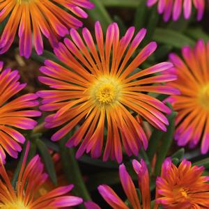 Delosperma 'Orange Glow'