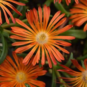 Delosperma 'Orange Vibe'