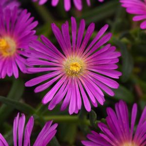 Delosperma 'Violet'